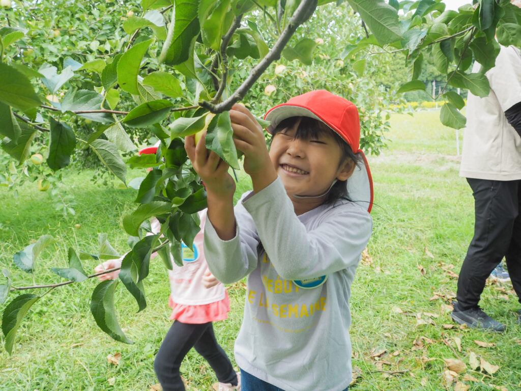 リンゴ狩りをする園児